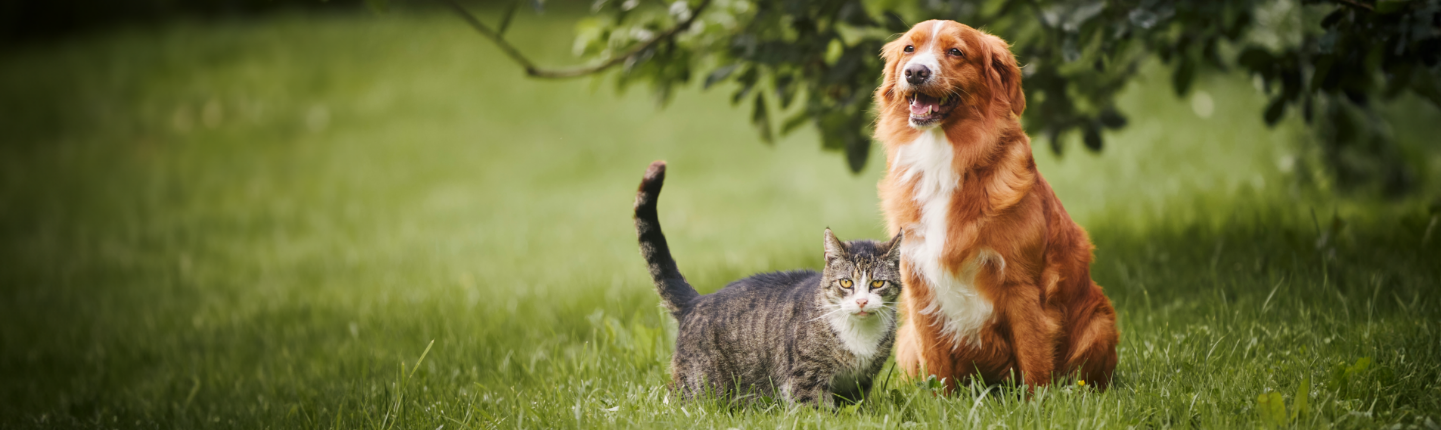 dog and cat under tree