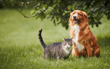 dog and cat under tree