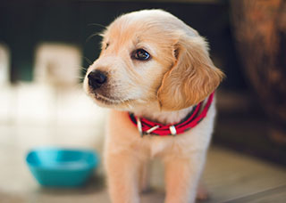 Golden Labrador puppy