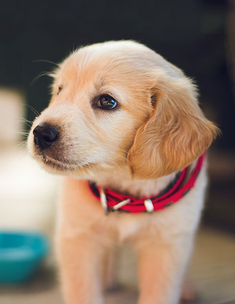Golden labrador puppy