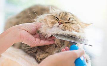 Very fluffy cat enjoying combing