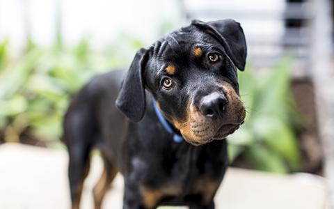 Dog looking at you with head tilted and a quizzical look