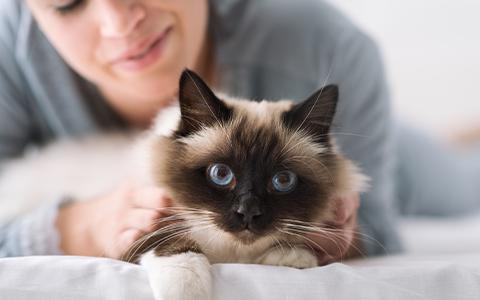 Blue eyed cat laying down being fussed