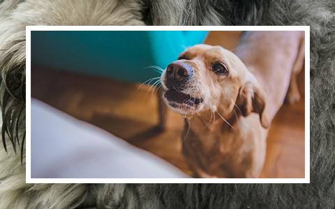 Dog looking up, about to bark