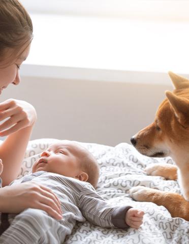Dog looking curiously at a mother and baby