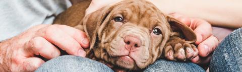 puppy on a lap being fussed