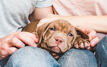 puppy on a lap being fussed