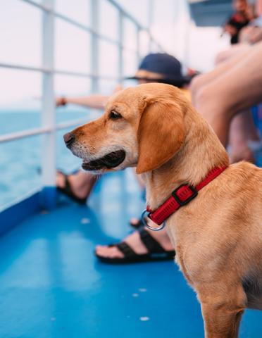 Small dog on a ferry looking out to sea