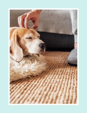 Dog content on a rug having it's head scratched