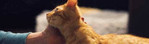 Cat being stroked