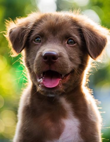 NEW PUPPY LARGE IMAGE