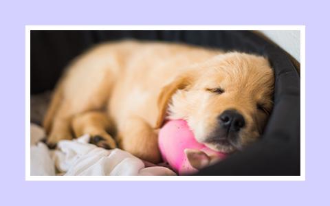 NEW PUPPY SMALL 1 IMAGE
