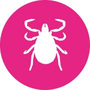 triact ticks