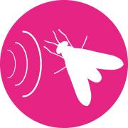 triact flying insects