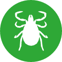 TICK