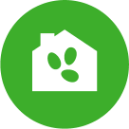 flea eggs in the home